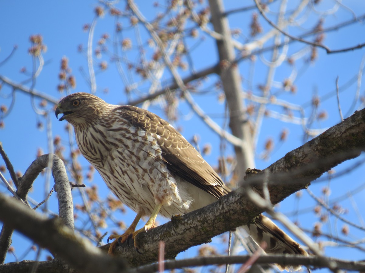 Cooper's Hawk - Ian Hearn