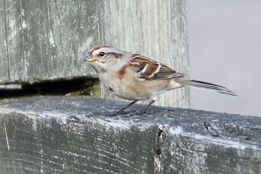 American Tree Sparrow - ML508273561