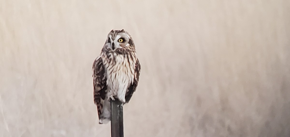 Short-eared Owl - ML508273801