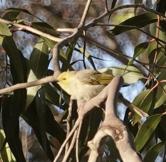 White-plumed Honeyeater - ML508273861