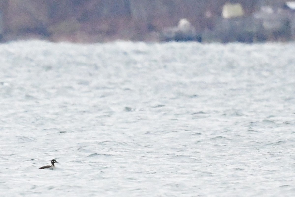 Surf Scoter - Paul Herwood