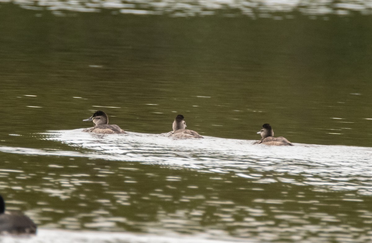 Ruddy Duck - Leonardo Guzmán (Kingfisher Birdwatching Nuevo León)