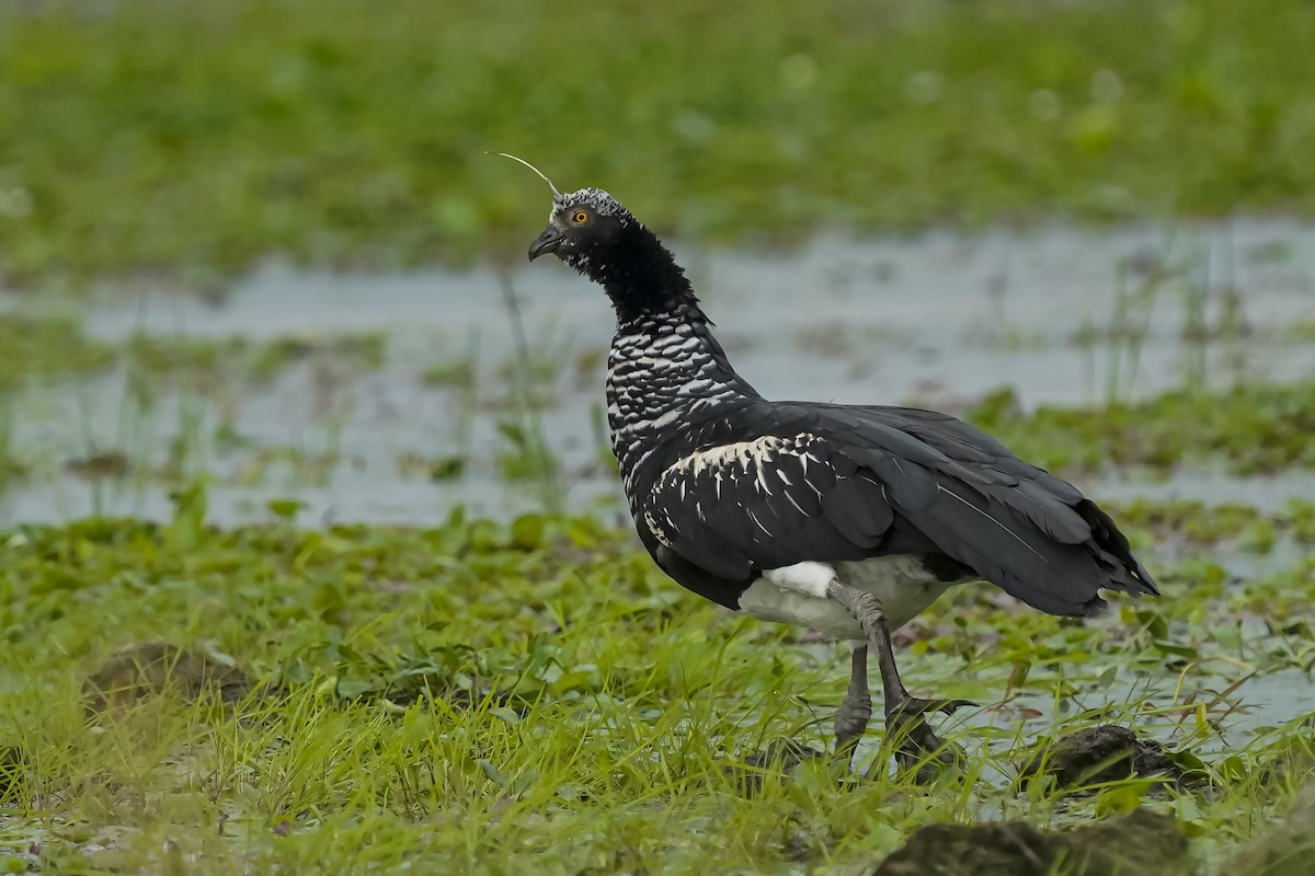 Horned Screamer - ML508275931