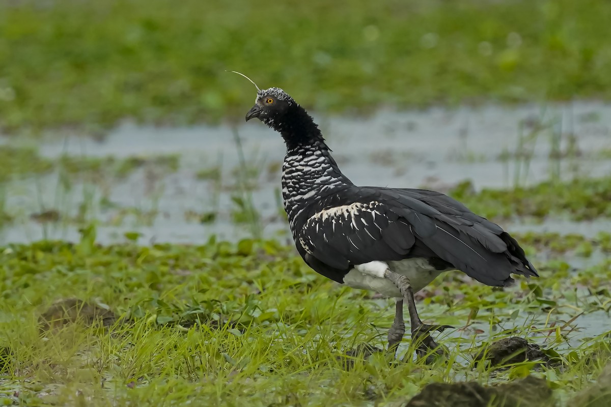 Horned Screamer - Guillermo  Saborío Vega