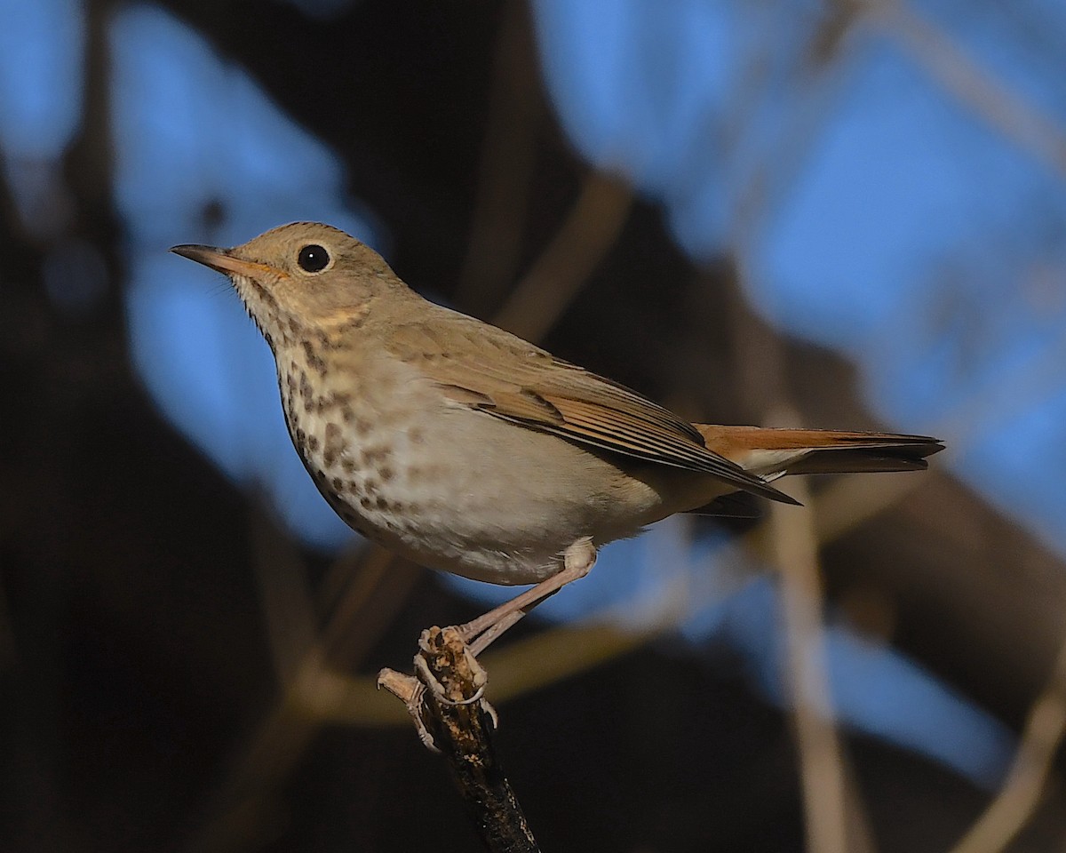 Hermit Thrush - ML508276221