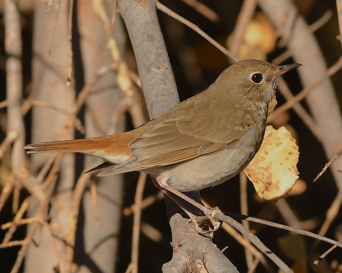 Hermit Thrush - ML508277241