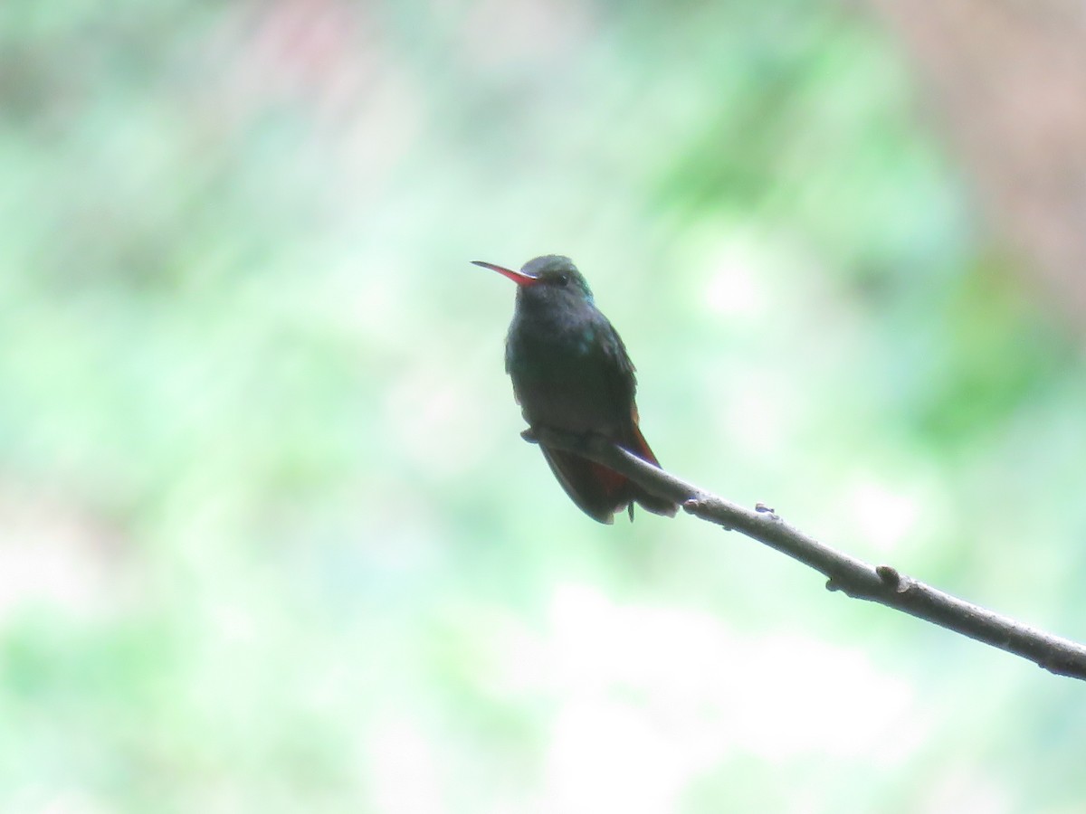 Rufous-tailed Hummingbird - ML508277861