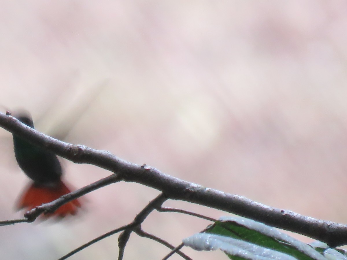 Rufous-tailed Hummingbird - ML508277871