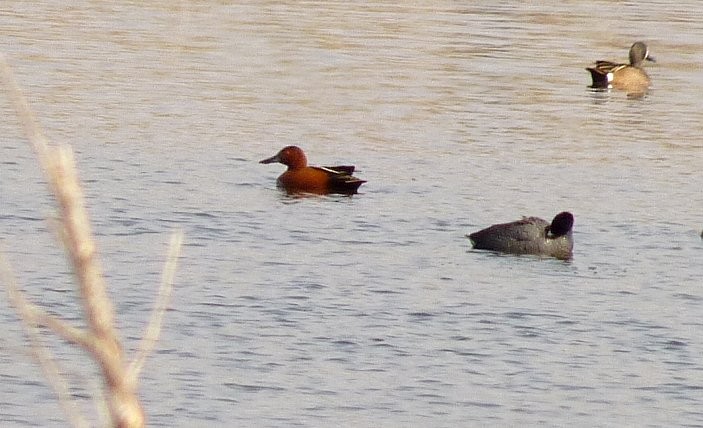アカシマアジ - ML508278321