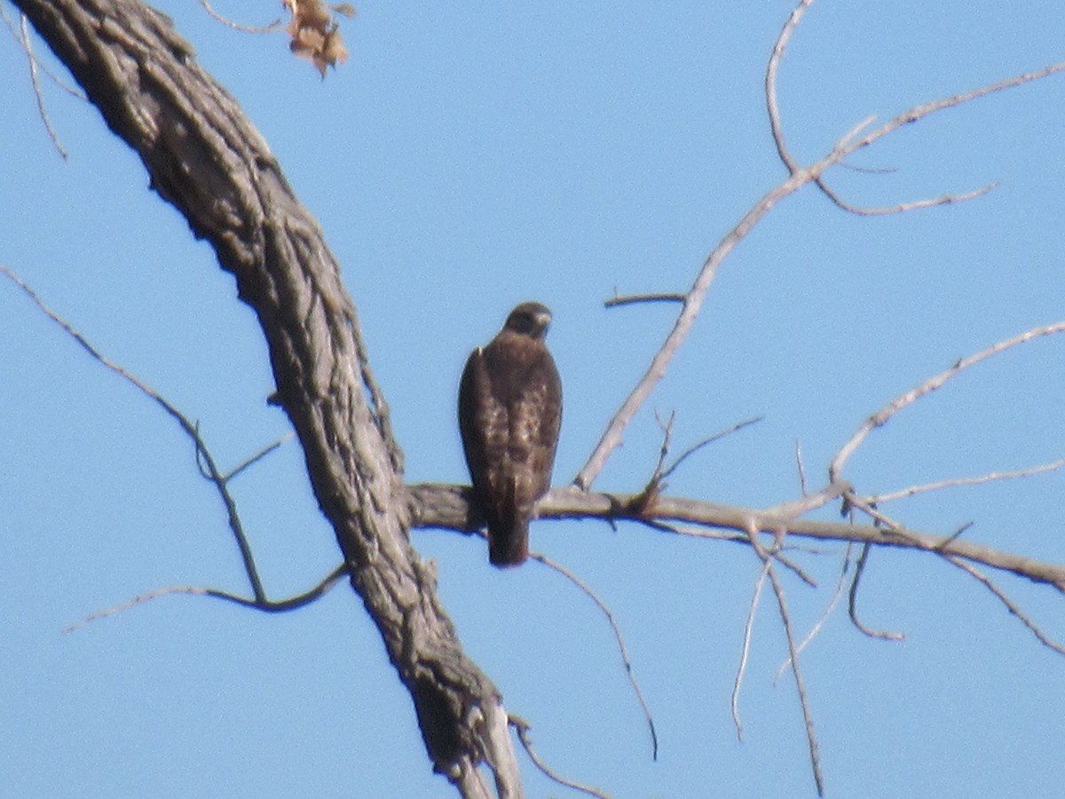 Red-tailed Hawk - ML508278931