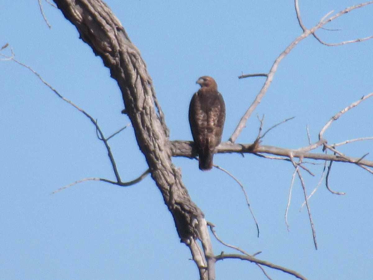 Red-tailed Hawk - ML508278941