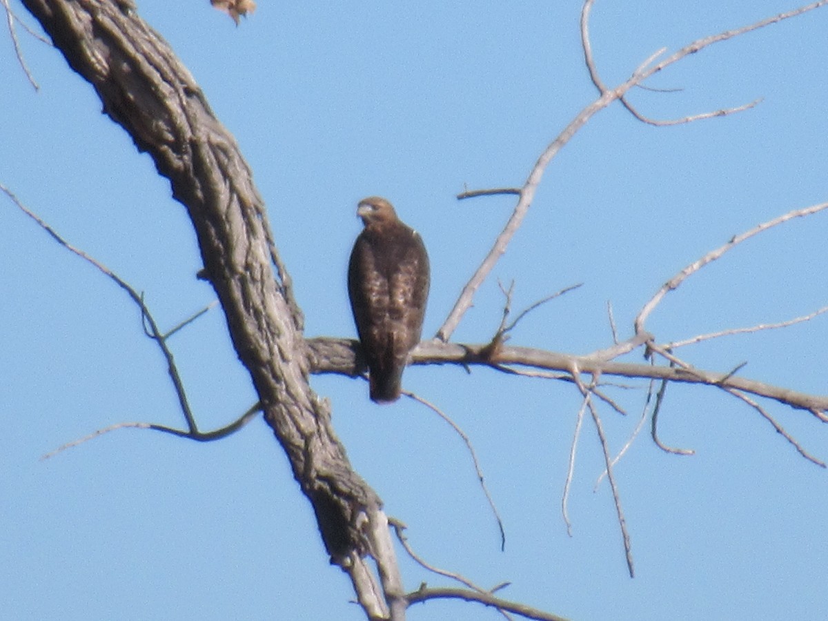 Red-tailed Hawk - ML508278961