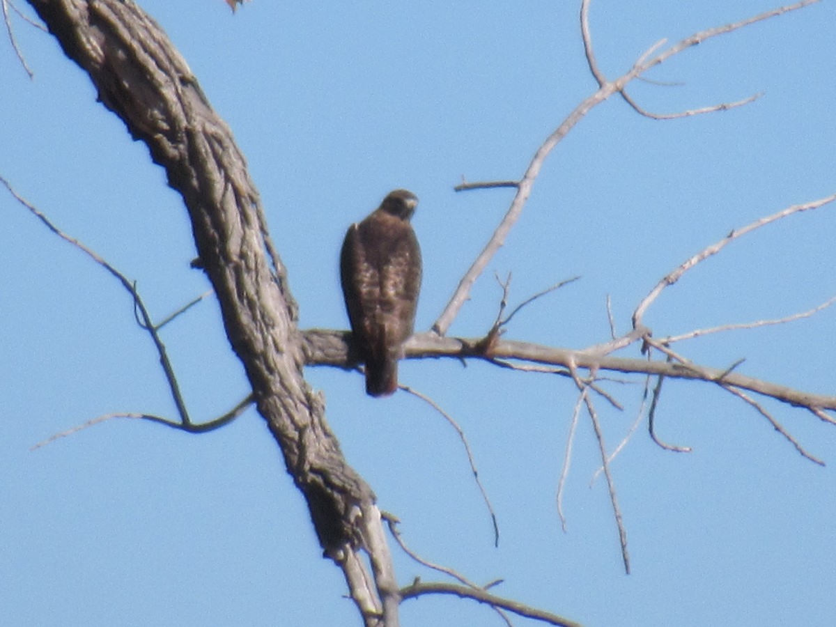 Red-tailed Hawk - ML508278991