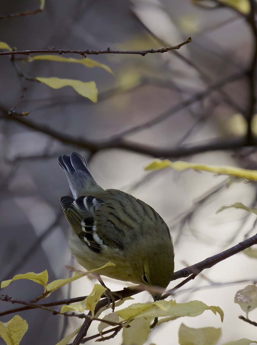 Blackpoll Warbler - ML508279681