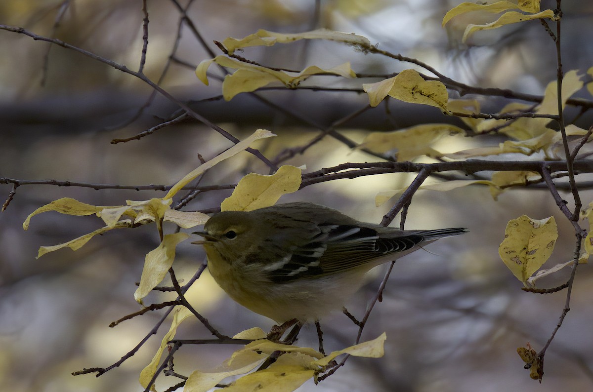 Blackpoll Warbler - ML508279691