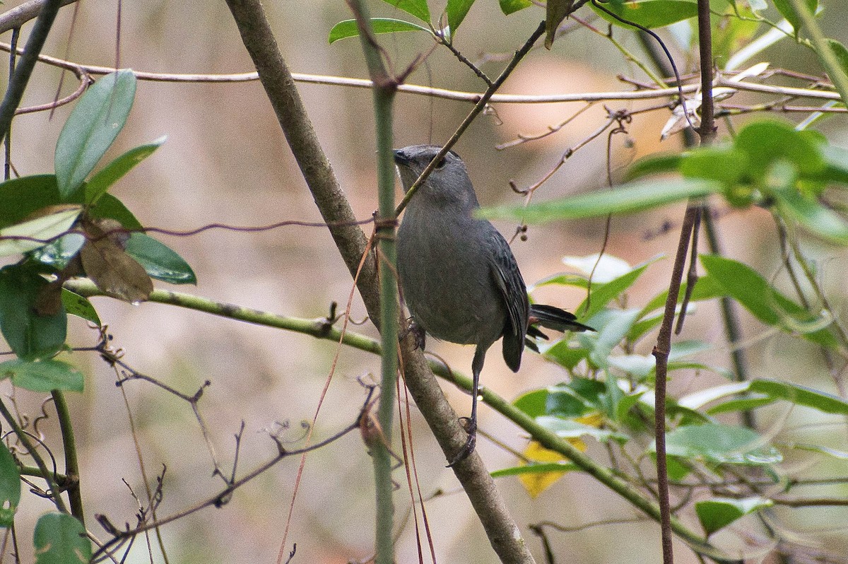 Gray Catbird - ML508280831