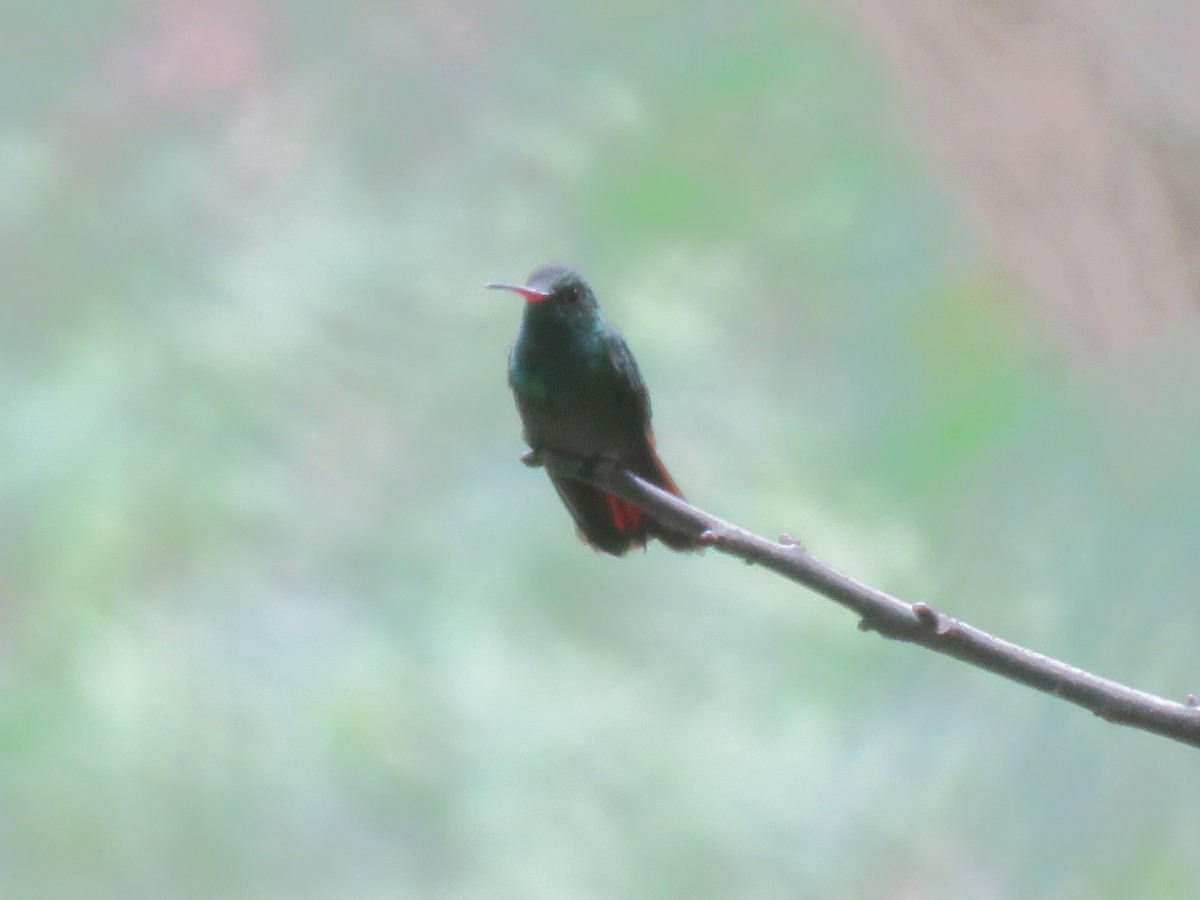Rufous-tailed Hummingbird - ML508281431