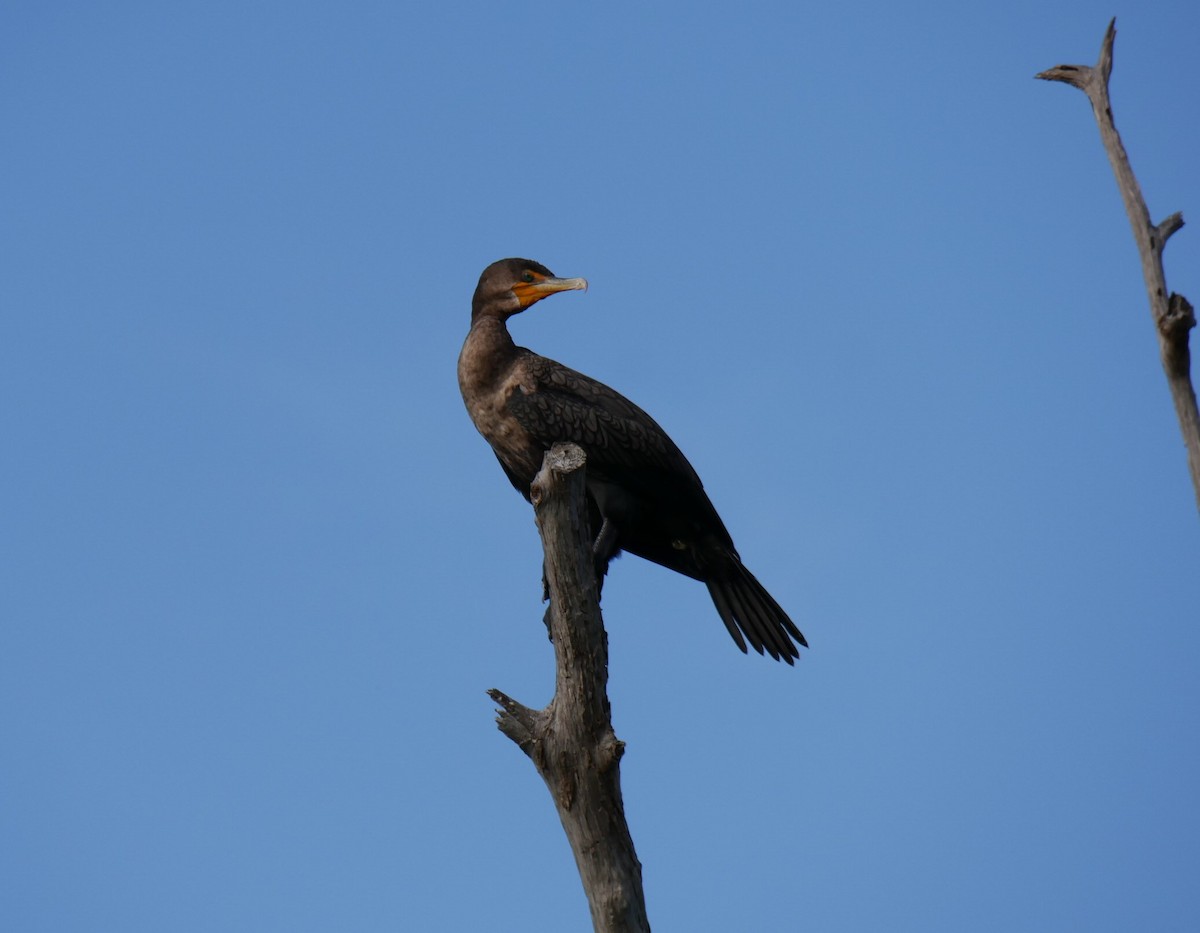 Double-crested Cormorant - ML508281821