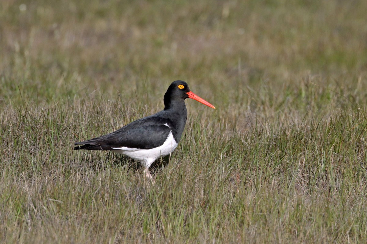 Magellanic Oystercatcher - ML508281871