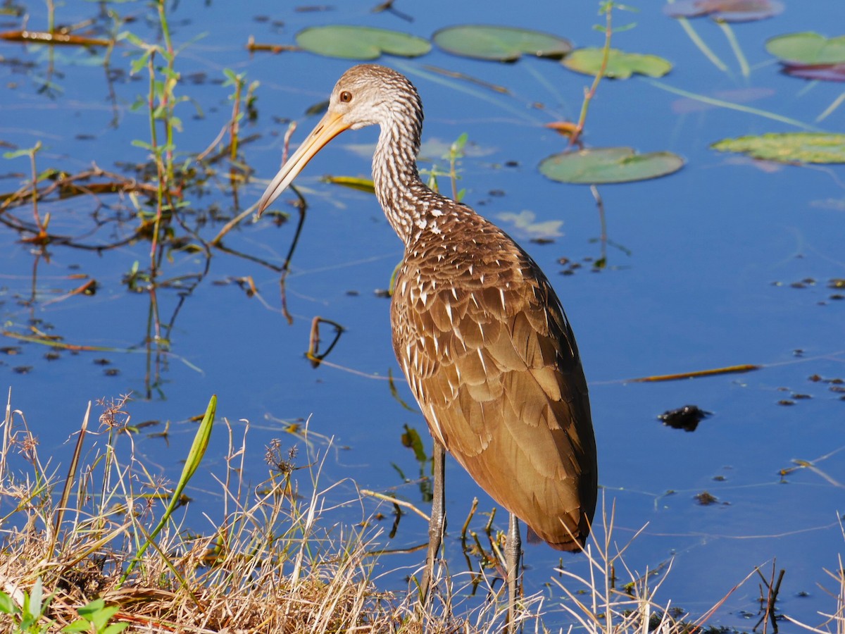 Limpkin - ML508281921