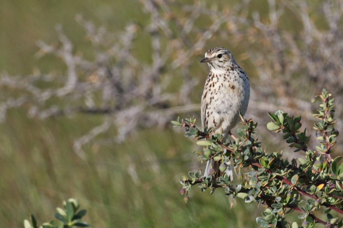 Correndera Pipit - Charley Hesse TROPICAL BIRDING