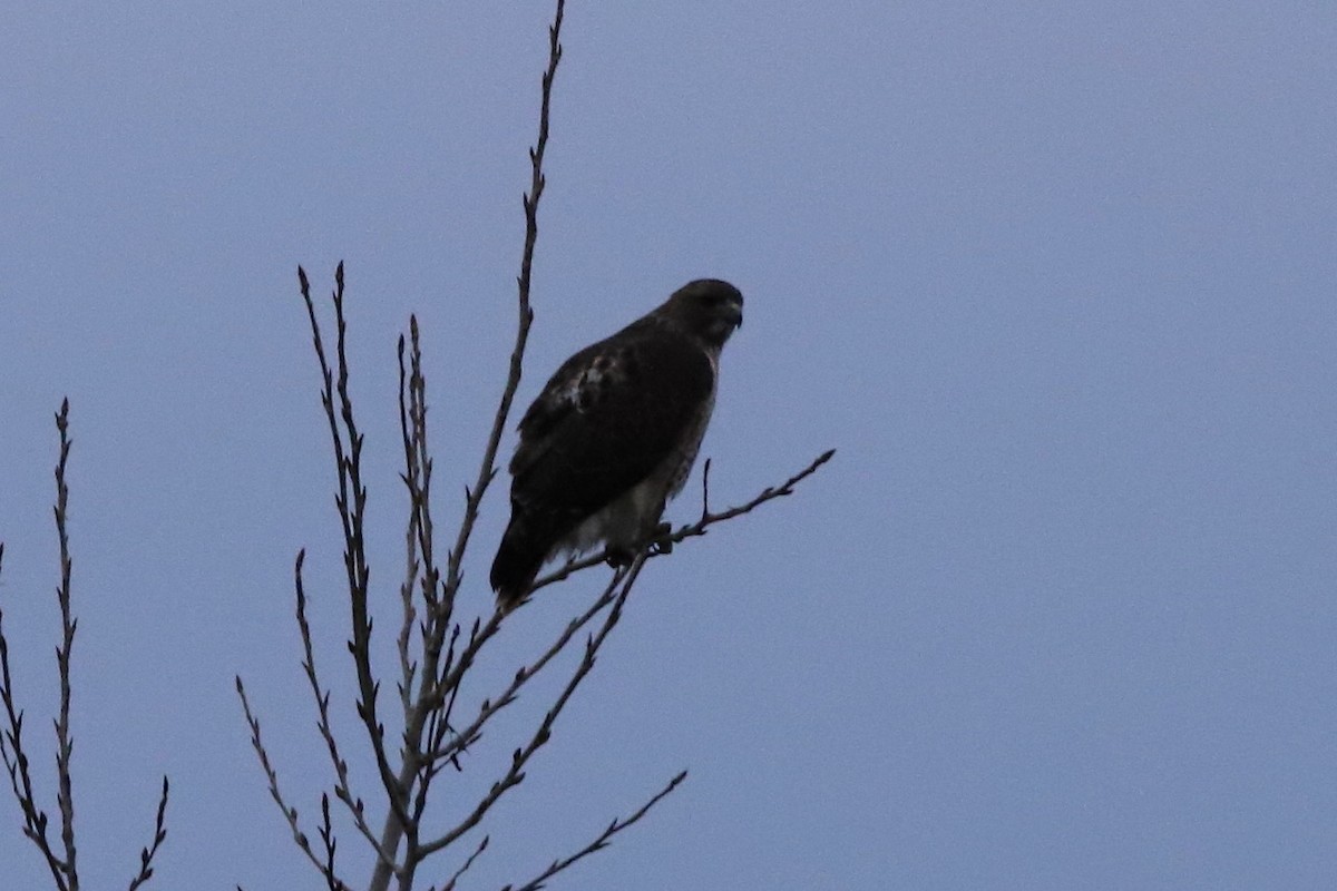 Red-tailed Hawk - ML508282281
