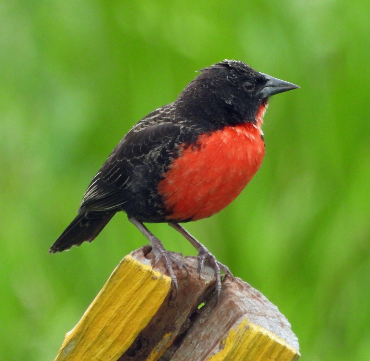 Red-breasted Meadowlark - ML508282421