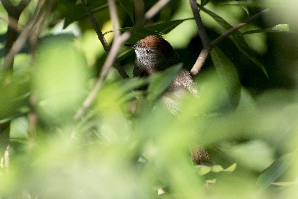 Sooty-fronted Spinetail - ML50828251