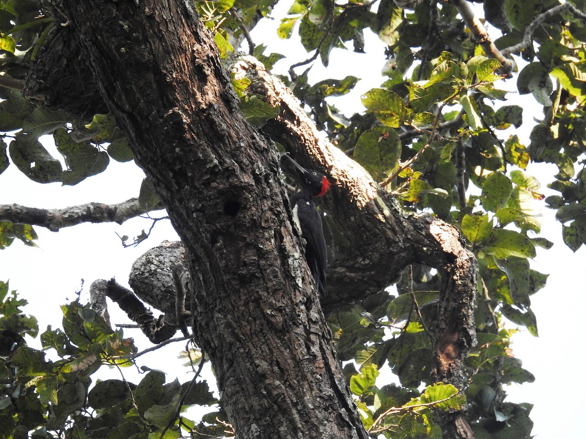 White-bellied Woodpecker - Raja Bandi