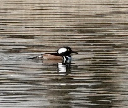 Hooded Merganser - ML508285941