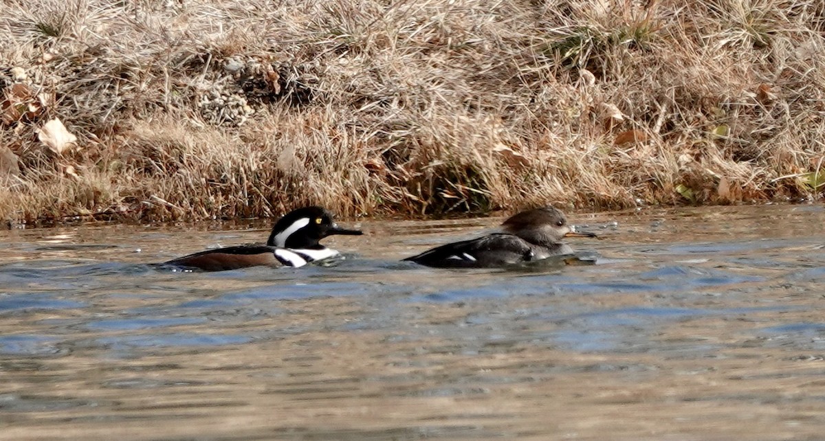 Hooded Merganser - ML508285961