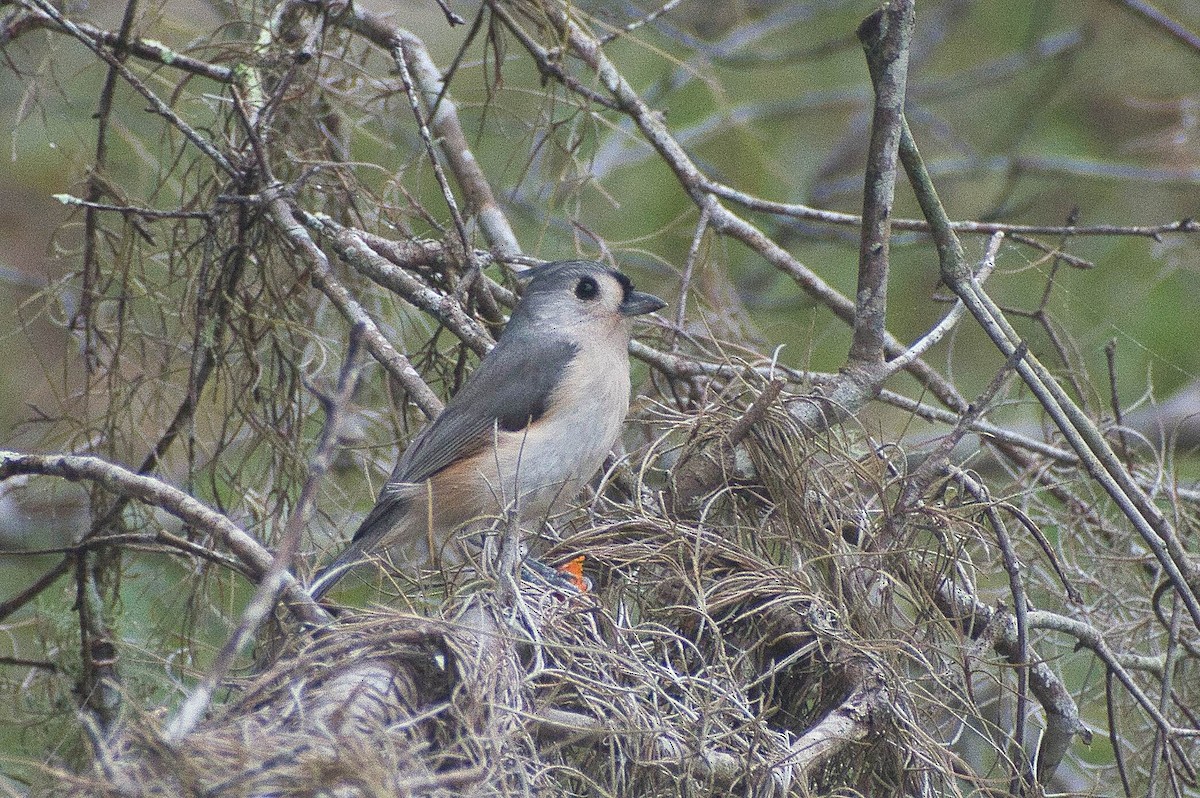 Tufted Titmouse - ML508286051