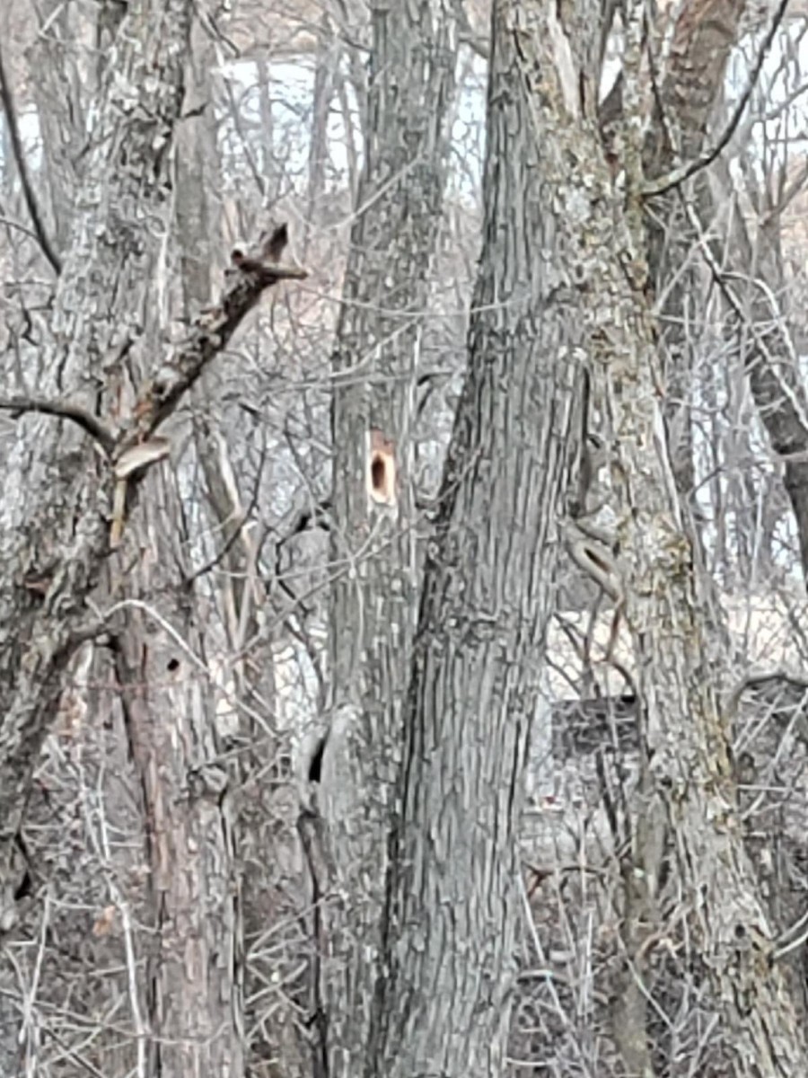 Red-bellied Woodpecker - ML508286811