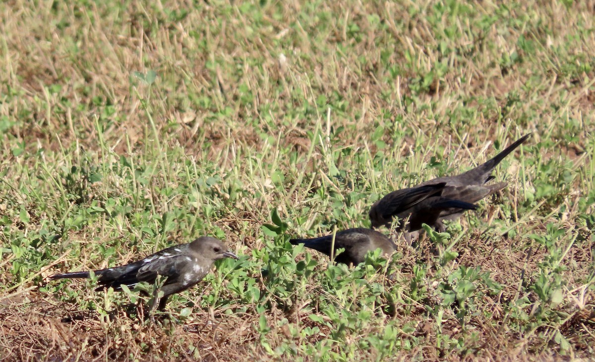 Brewer's Blackbird - Dona Trodd