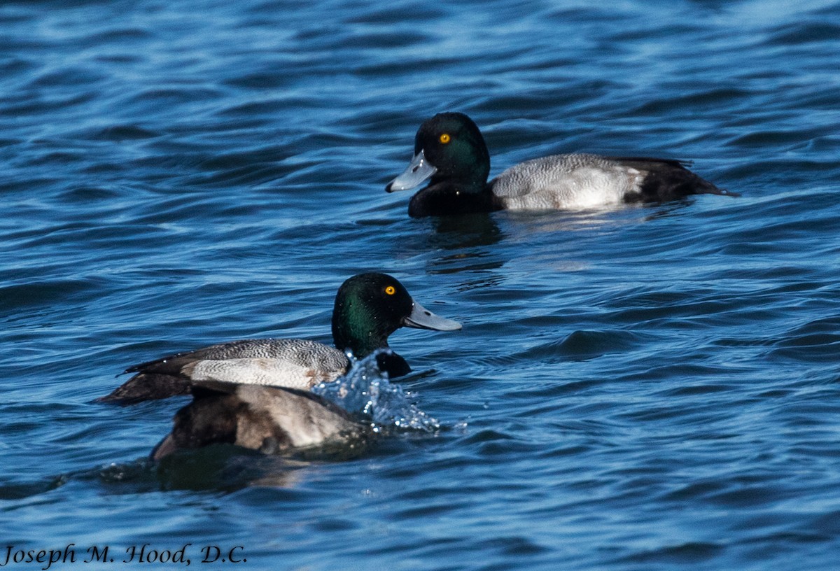 Greater Scaup - Joseph Hood