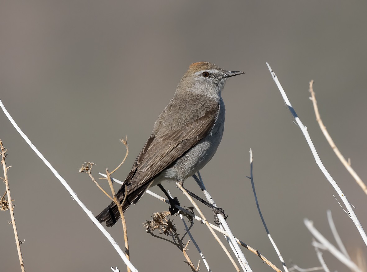 White-browed Ground-Tyrant - ML508288201