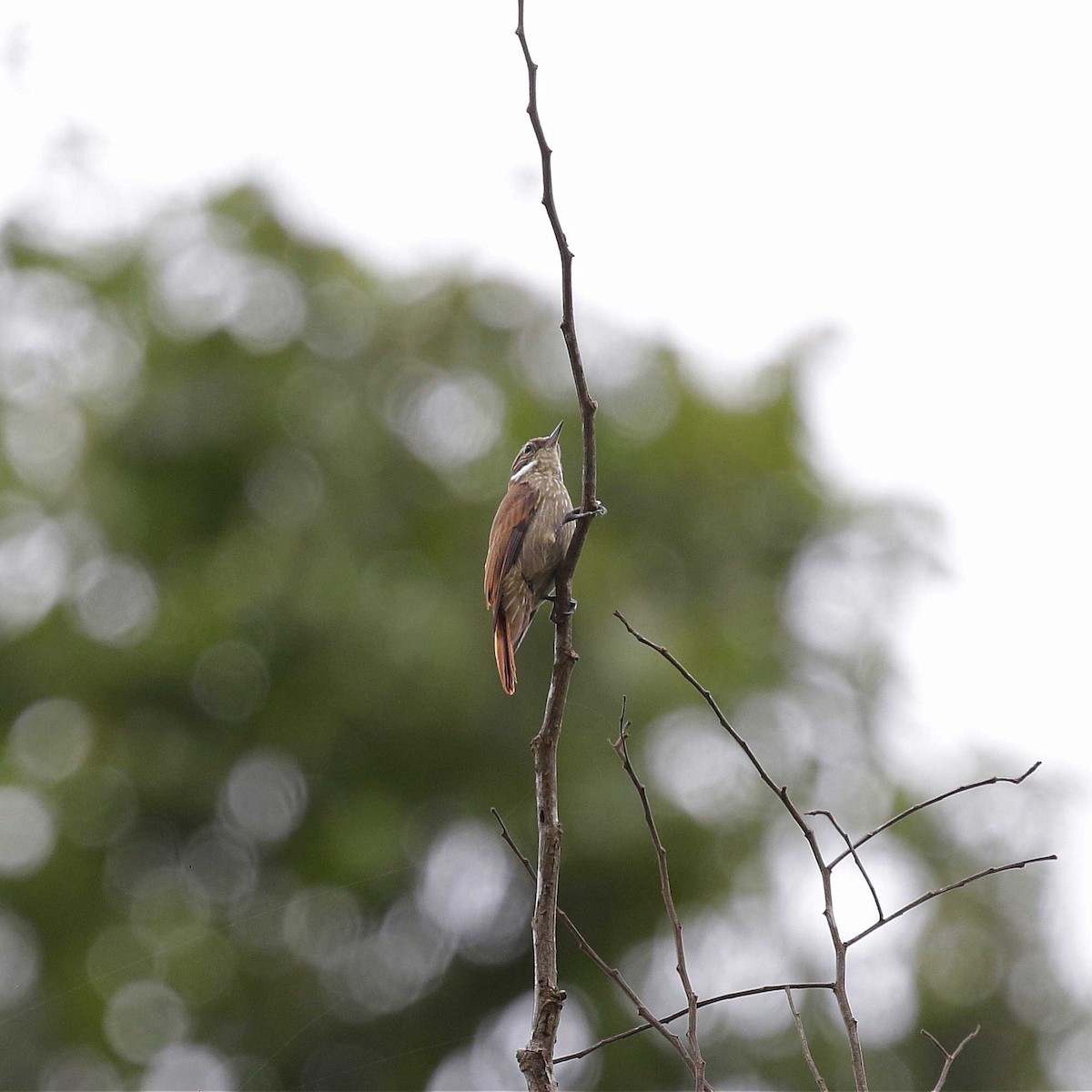 Slender-billed Xenops - ML508288311