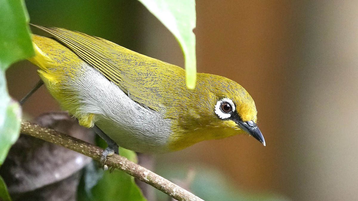 Indian White-eye - Sunil Thirkannad