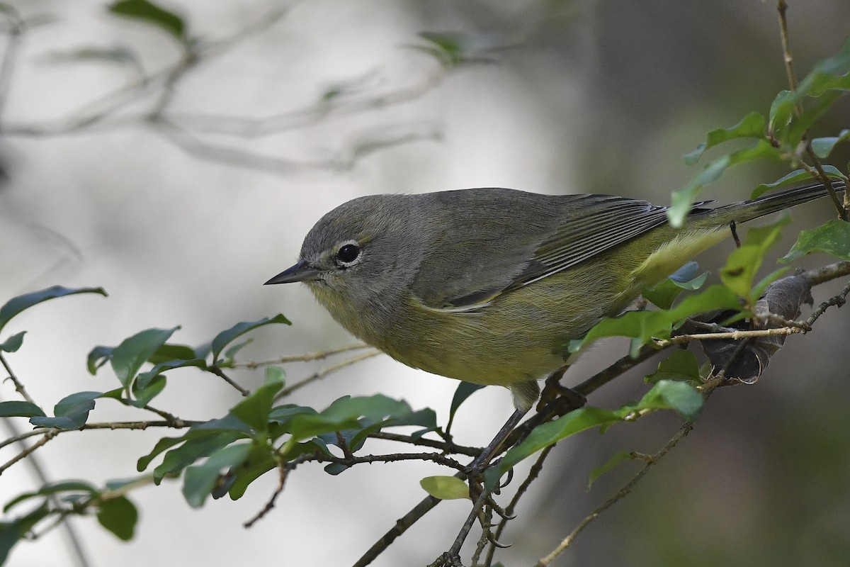 Orange-crowned Warbler - ML508289131