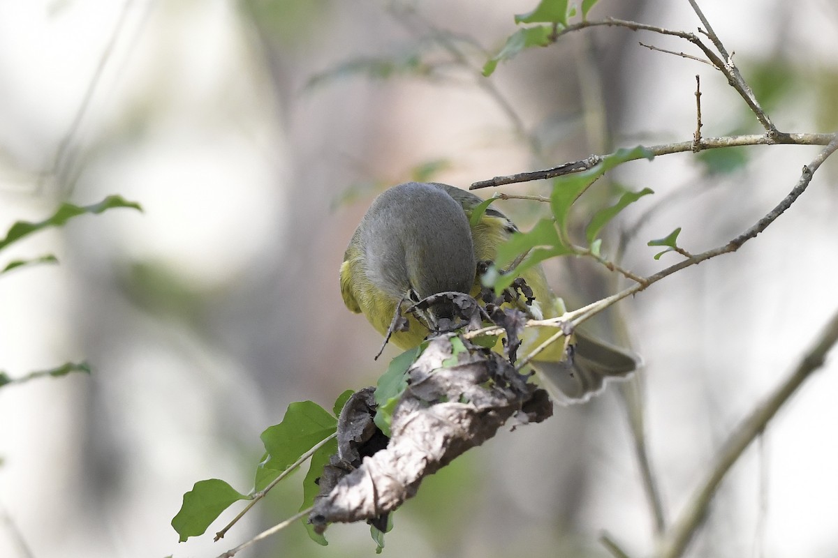Orange-crowned Warbler - ML508289471