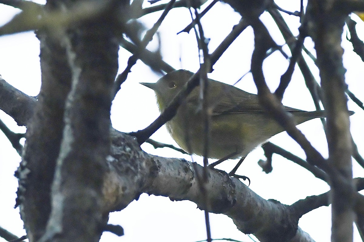 Orange-crowned Warbler - ML508289541