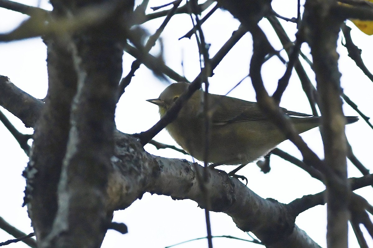 Orange-crowned Warbler - ML508289631