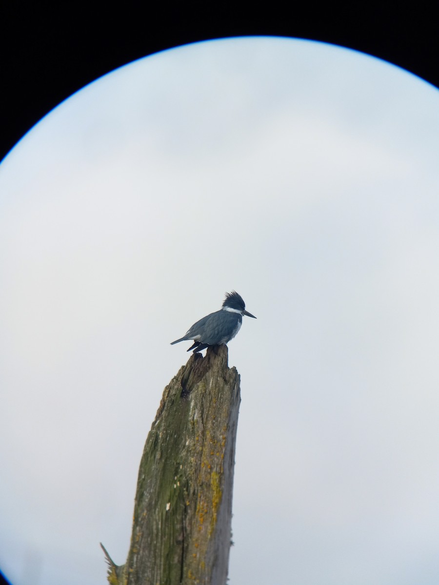 Belted Kingfisher - Dave Lockman