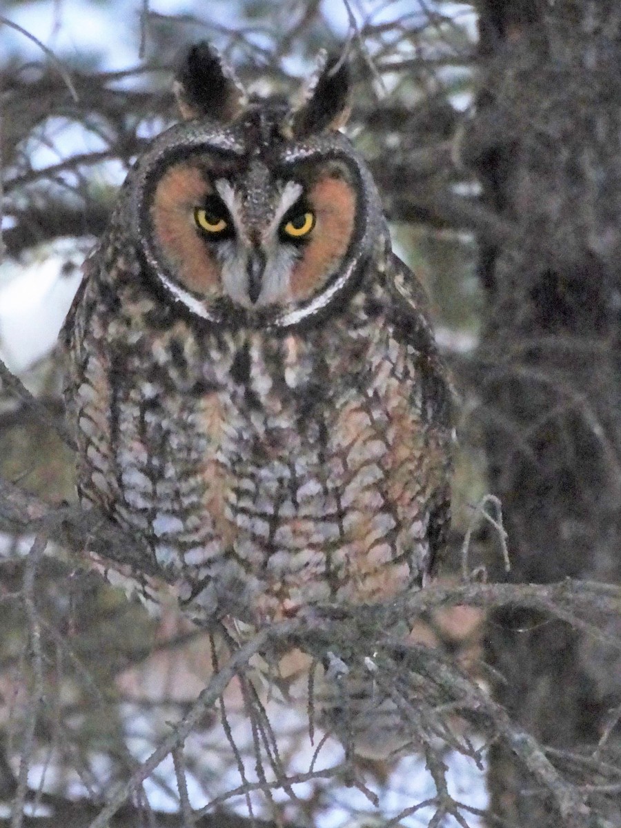 Long-eared Owl - ML508290811
