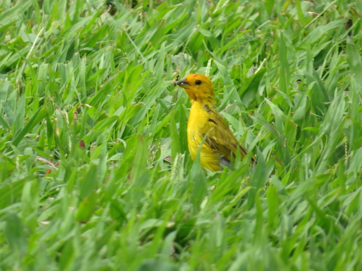 Saffron Finch - Ann Truesdale