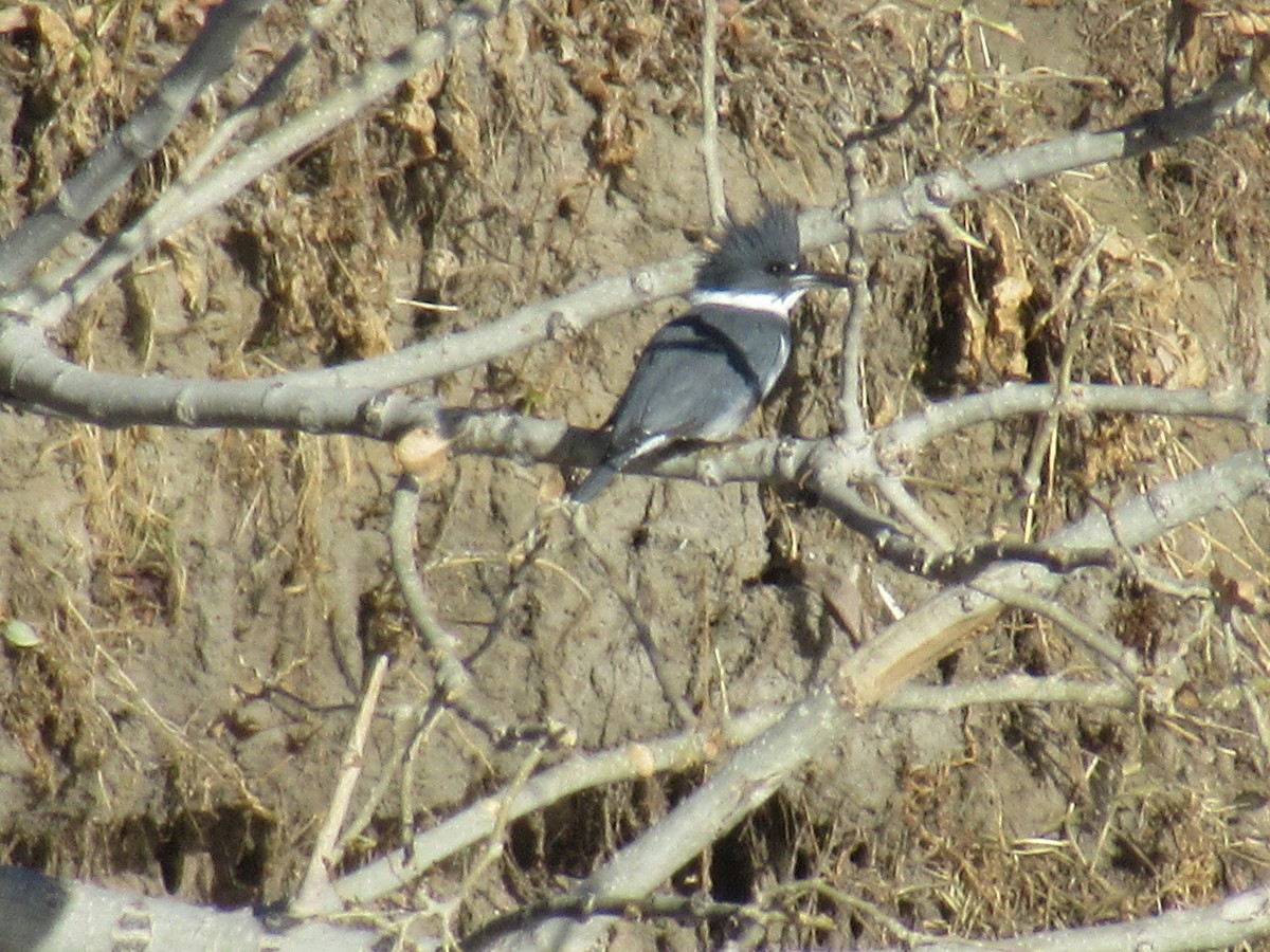 Belted Kingfisher - ML508291571