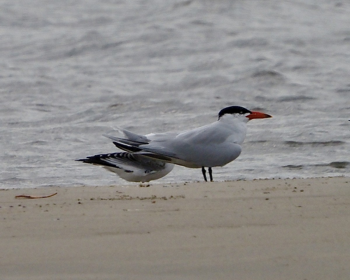 Caspian Tern - ML508292171