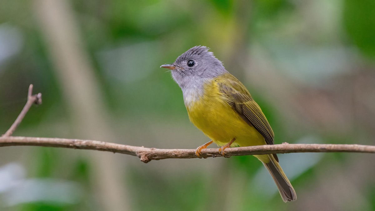 Gray-headed Canary-Flycatcher - ML508293021