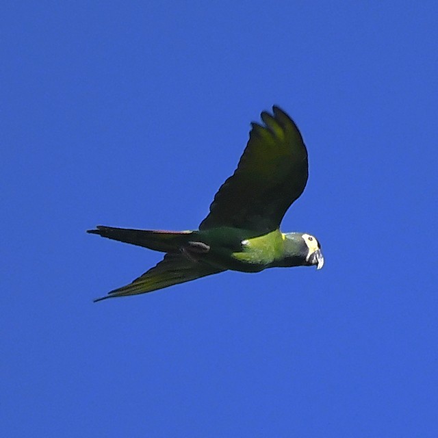 Guacamayo Acollarado - ML508293971