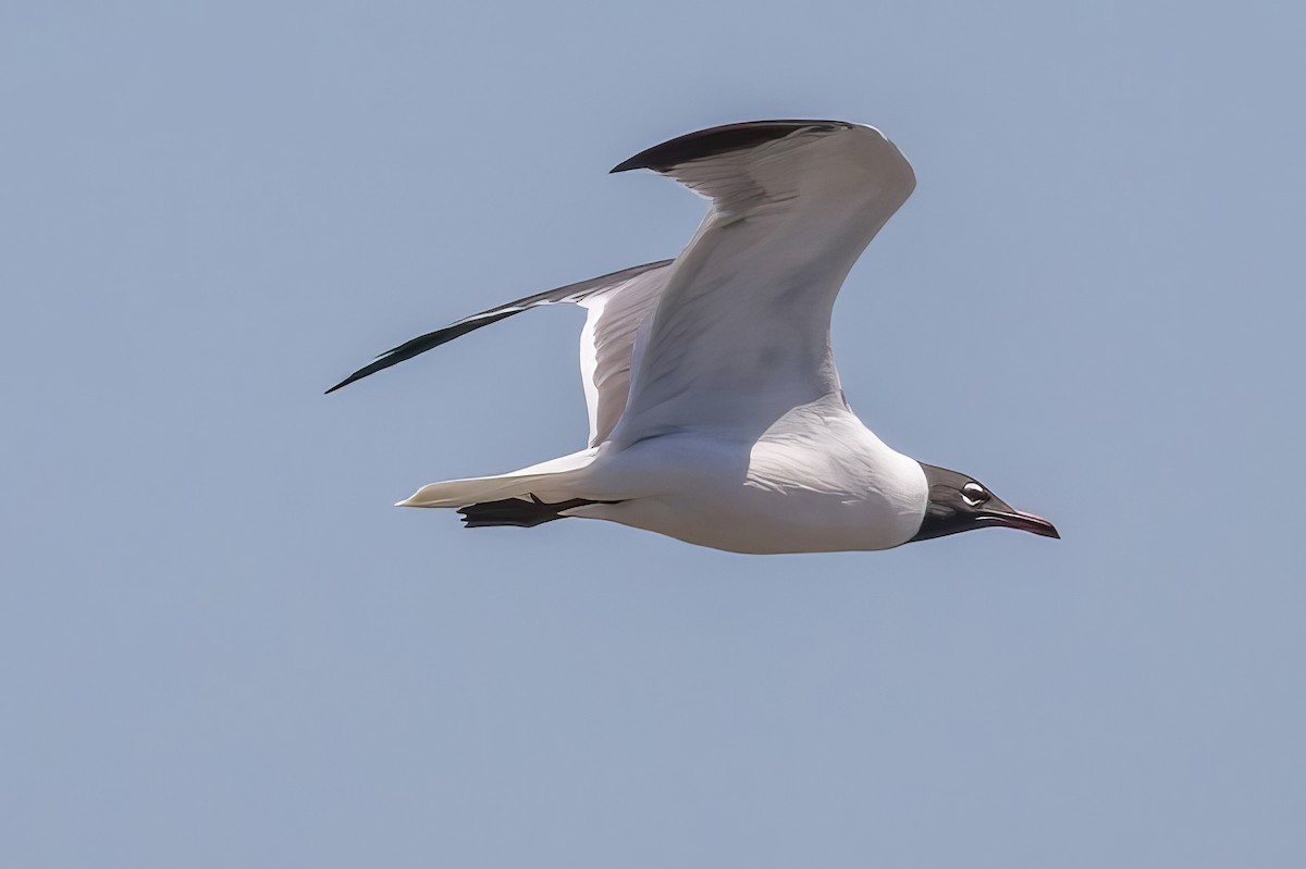 Laughing Gull - ML508294581